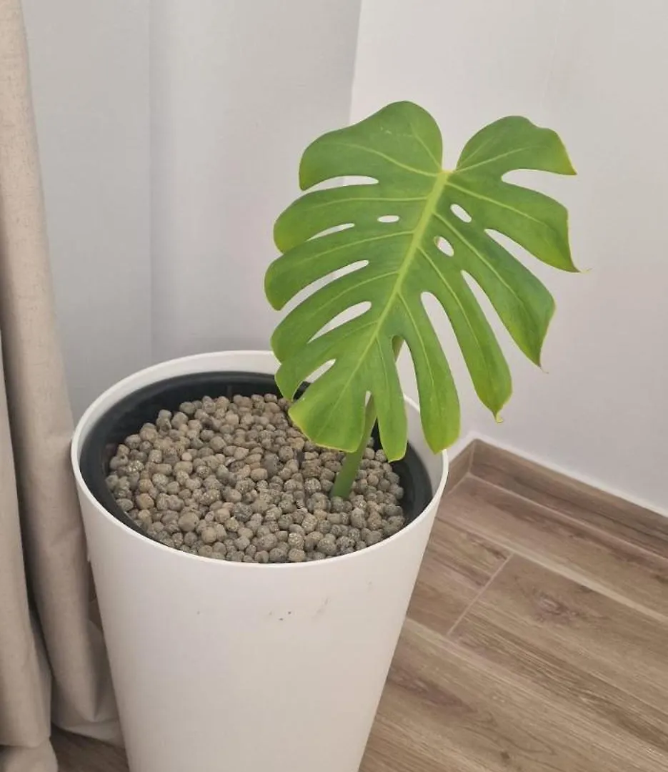 Machico Heart Suites 0*, ماتشيكو